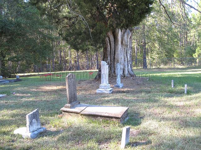 IMG_3818.JPG - another view of the Youngblood Cemetery showing the ancient eastern red cedar tree within the cemetery
