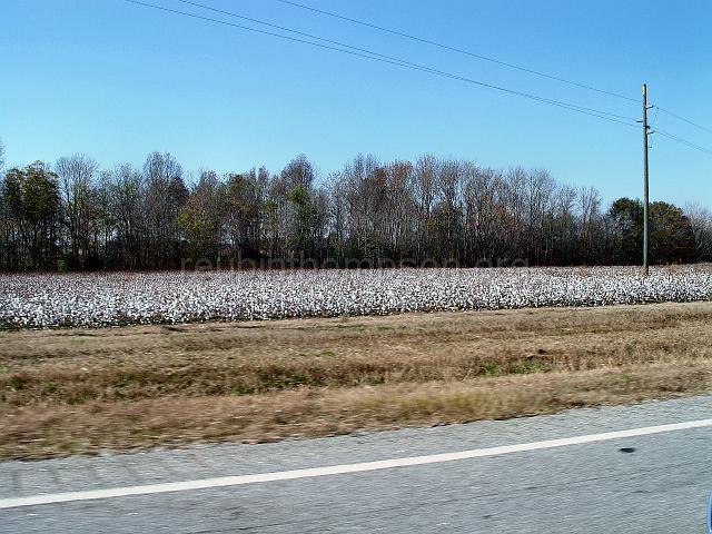 DSC01993.JPG - Georgia cotton field