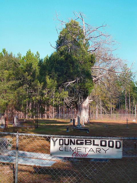 DSC01931.JPG - another view of the Youngblood Family Cemetery from the gate entrance area showing the ancient eastern red cedar tree in the distance